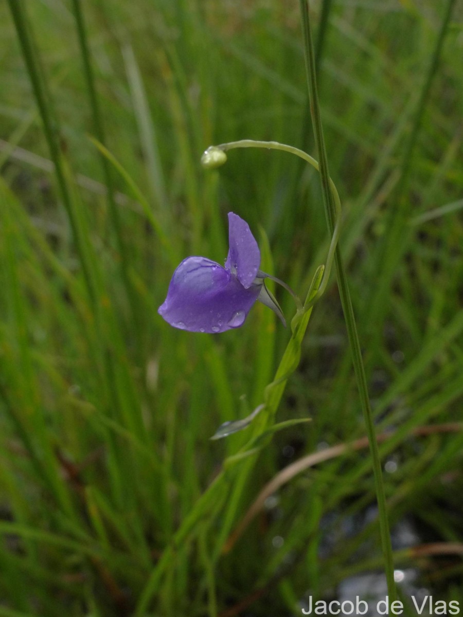 Utricularia reticulata Sm.